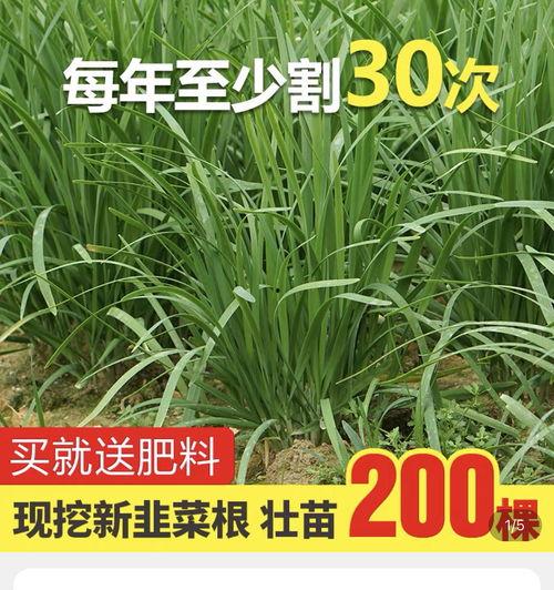 翰林院吃瓜爆料,宫廷秘闻背后的吃瓜故事