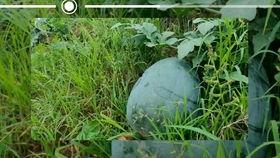 原创视频热门瓜,揭秘网络红人背后的故事
