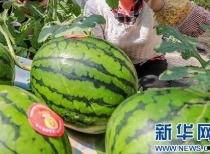海口今日吃瓜新闻最新消息,真相竟如此反转！