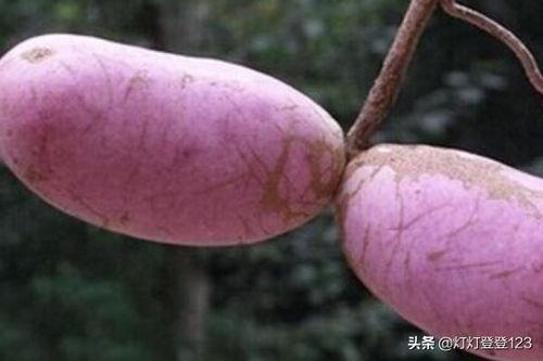 黑籽八月瓜怎么吃,黑籽八月瓜的多样食法探索