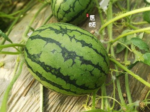 近期吃瓜热门,揭秘近期热门吃瓜事件背后的真相