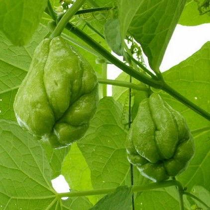 热门佛手瓜,养生佳品，绿色健康新宠