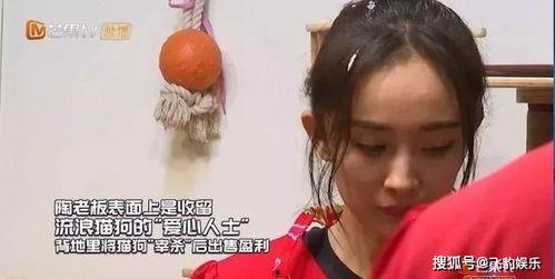 明星网红玩密室,惊险刺激大揭秘