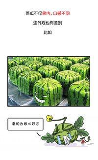 今日吃瓜历史记录图片最新,揭秘历史记录中的那些“瓜”