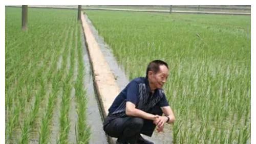 袁隆平明星网红,从田间劳模到网红明星，农业科学的璀璨明珠”