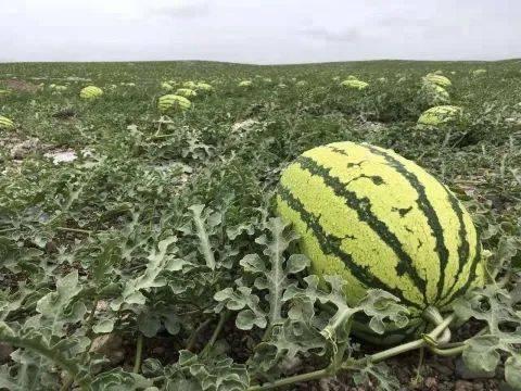 热门新闻关于瓜,揭秘全球最新奇特的瓜类品种