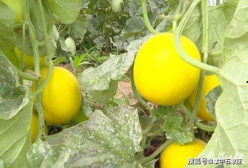 石家庄今日吃瓜最新消息,最新热点事件大盘点