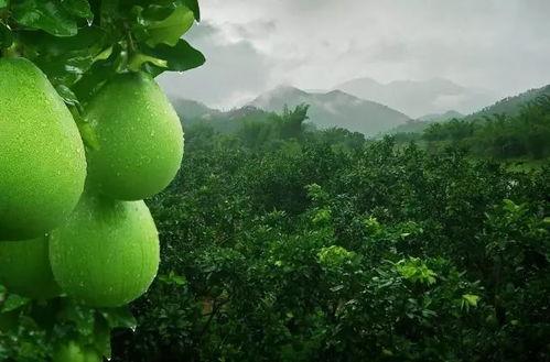 平阳热门大瓜,揭秘热门大瓜背后的真相与内幕