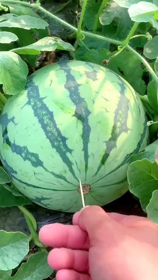 热门新瓜观看,最新热点事件深度解析
