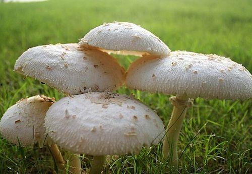51cg热门今日吃瓜蘑菇,今日吃瓜蘑菇，揭秘娱乐圈幕后故事