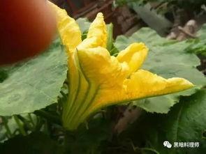 黑砍瓜可以吃生的吗,生食之谜，安全还是冒险？