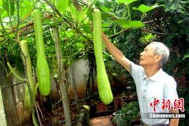 黑砍瓜可以吃生的吗,生食之谜，安全还是冒险？