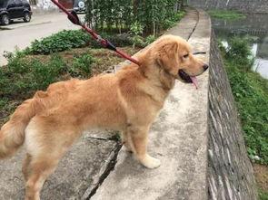 金毛能吃黑瓜吗怎么吃,金毛犬食用黑瓜的正确方法与注意事项