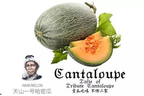 哪里吃热门瓜,哪里吃热门瓜，一网打尽全网热点