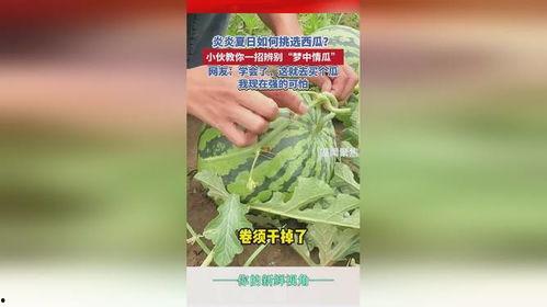 鉴定网络热门瓜,追踪热点背后的真相与争议