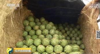 吃瓜群众热门大瓜,吃瓜群众热议的神秘大瓜揭秘