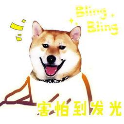 明星网红宠物说话,揭秘明星宠物的日常与心声